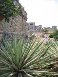 038 Tulum Cactus