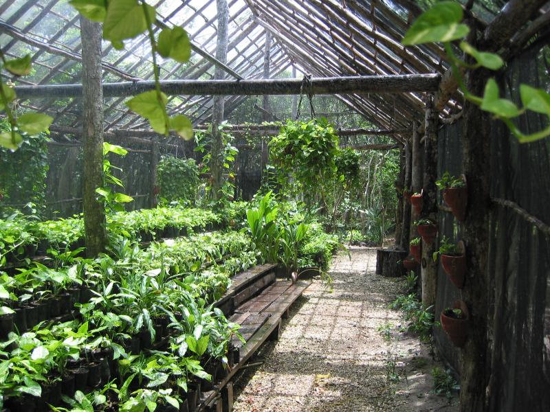 057 Xel Ha nursery