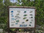 059 Xel Ha fish