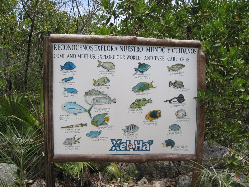 059 Xel Ha fish