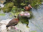 063 Xel Ha ducks